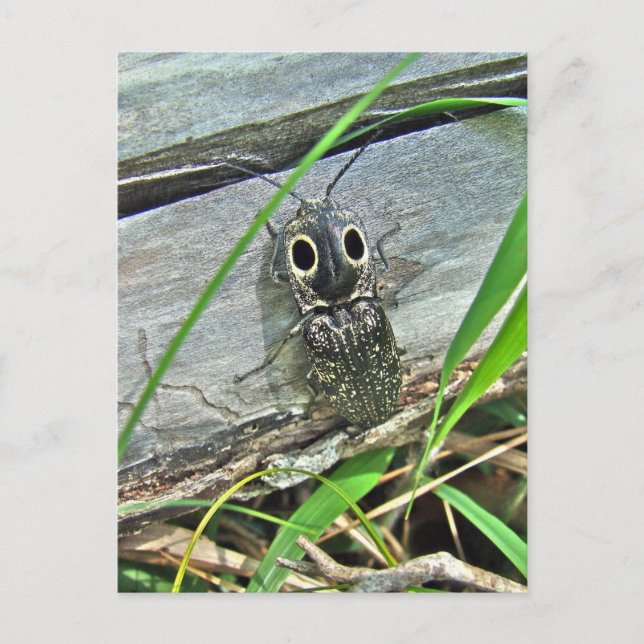 Cartão Postal Besouro de Olhos Orientais - Alaus oculatus (Frente)