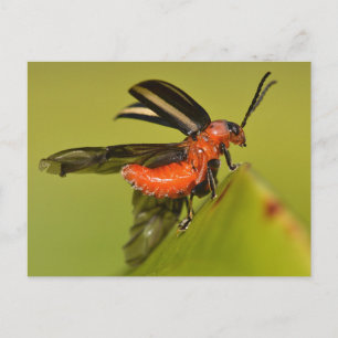 Cartão Postal Besouro Do Missouri Desfazendo Suas Asas.
