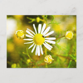 Cartão Postal Besouro em flor amarela e branca