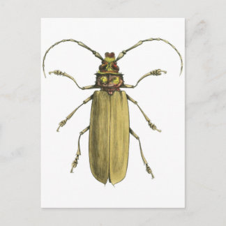 Cartão Postal Besouro, Prionus Corticinus