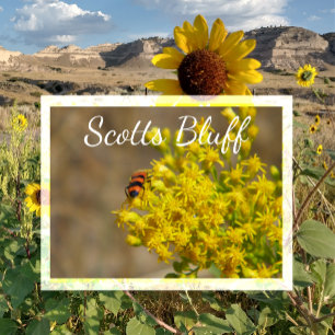 Cartão Postal Besouro sobre Goldenrod, Scotts Bluff, Gering, NE
