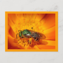 Cartão Postal Besouro Verde