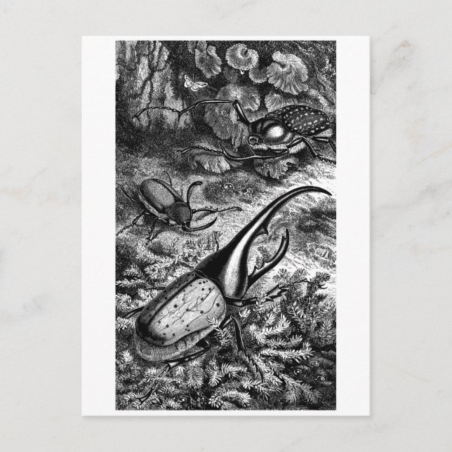 Cartão Postal Besouros (Frente)