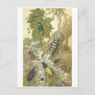 Cartão Postal Besouros Britânicos