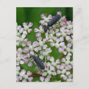 Cartão Postal Besouros de Angélica, Ilha de Unalaska