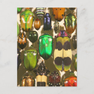 Cartão Postal Besouros, Insetos e Insetos