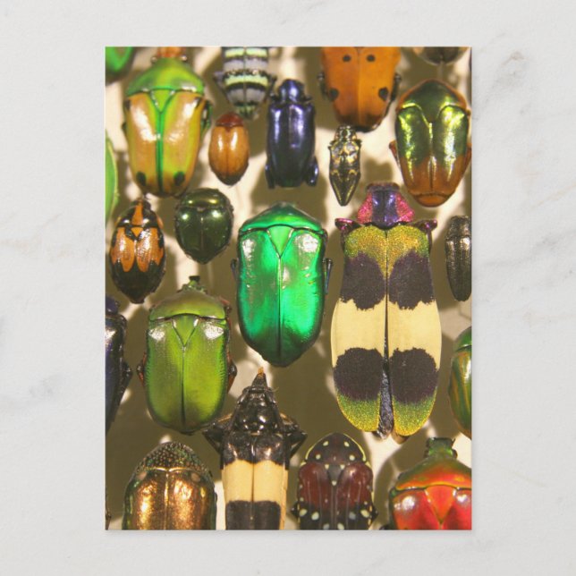 Cartão Postal Besouros, Insetos e Insetos (Frente)