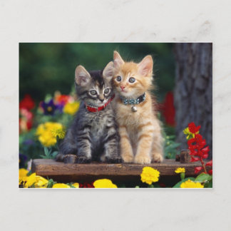 Cartão Postal Best Friends