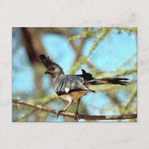 Cartão Postal Besteira branca, vai embora, pássaro
