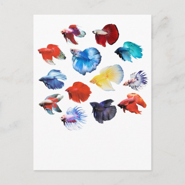 Cartão Postal Betta 2 (Frente)