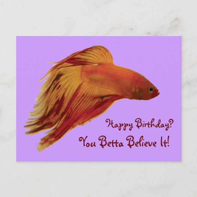 Cartão Postal Betta - Cartão-postal de aniversário (Frente)