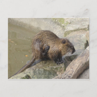 Cartão Postal Biber