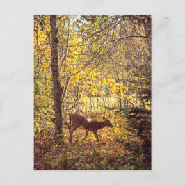 Cartão Postal Biche - Parc national du Mont Tremblant