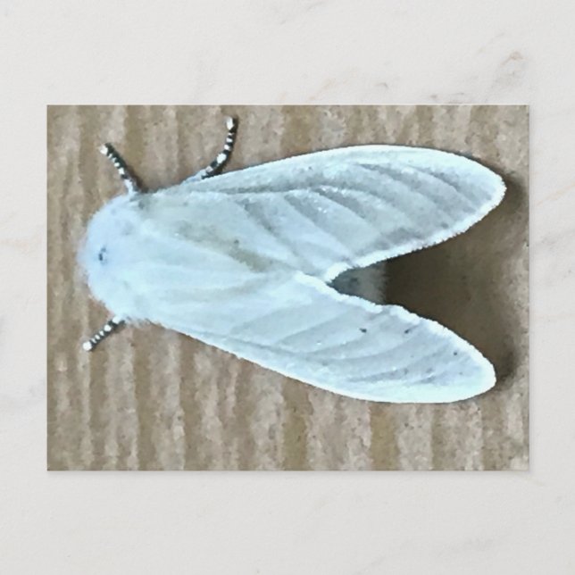 Cartão Postal Bicho da Mariposa Branca (Frente)