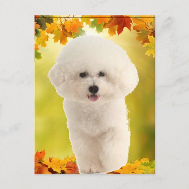 Cartão Postal Bichon Frise (Frente)