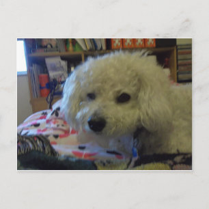 Cartão Postal Bichon Frise dog