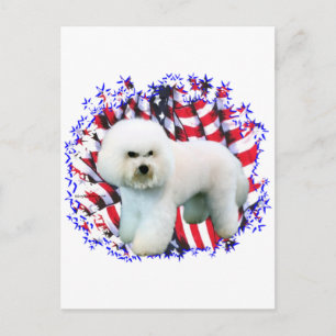 Cartão Postal Bichon Frise Patriot