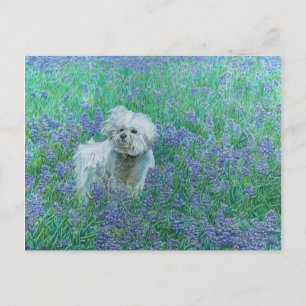 Cartão Postal Bichon no cartão-postal Blueonnets