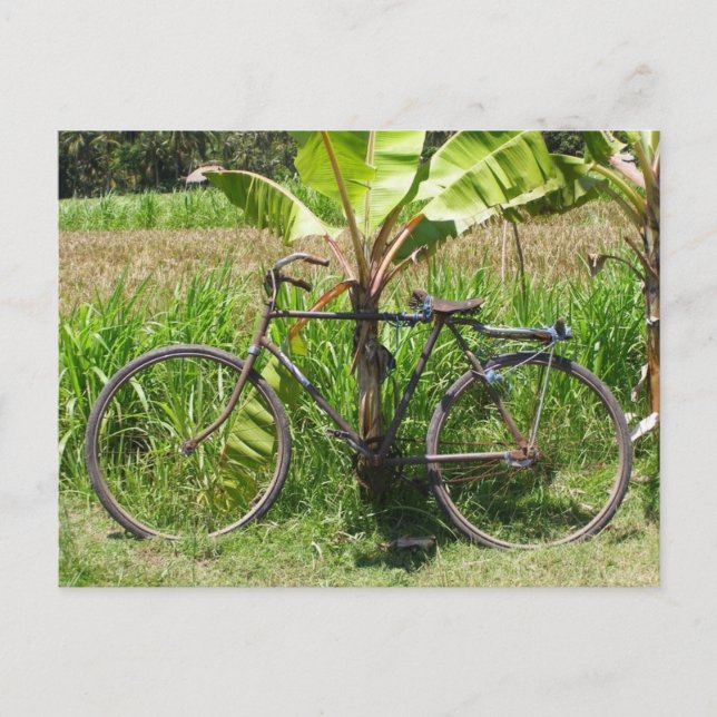 Cartão Postal Bicicleta em bananeira (Frente)