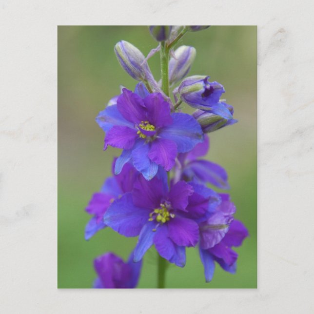 Cartão Postal Bicolor Larkspur (Frente)
