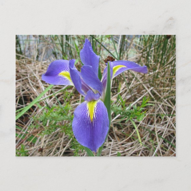 Cartão Postal Big Blue Louisiana Iris (Frente)