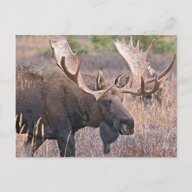 Cartão Postal Big Bull Moose (Frente)