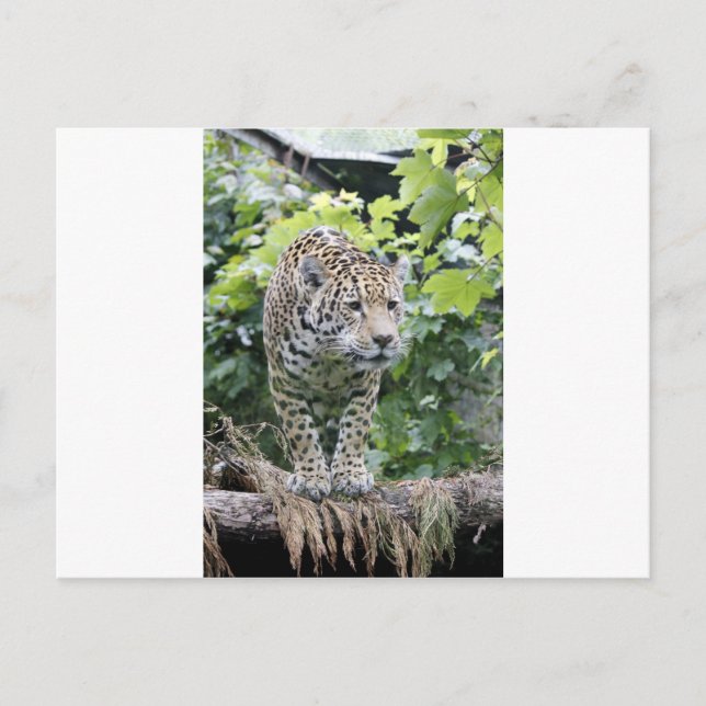 Cartão Postal Big Cat Jaguar (Frente)