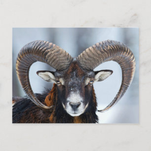 Cartão Postal Big Horn Ram Sheep - Mouflon