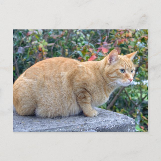 Cartão Postal Big Red Tabby (Frente)