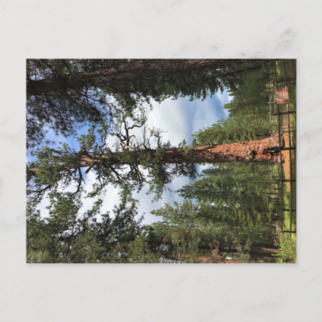Cartão Postal Big Red Tree, La Pine, Oregon (Frente)