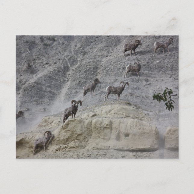 Cartão Postal Bighorn Mountain Sheep (Frente)