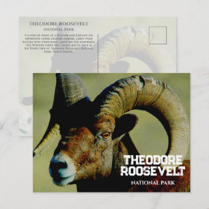 Cartão Postal Bighorn RaM, Theodore Roosevelt National Park, ND