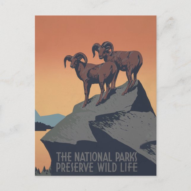 Cartão Postal Bighorn Sheep American West Willife (Frente)
