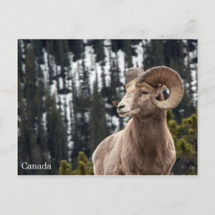Cartão Postal Bighorn Sheep - Canadá