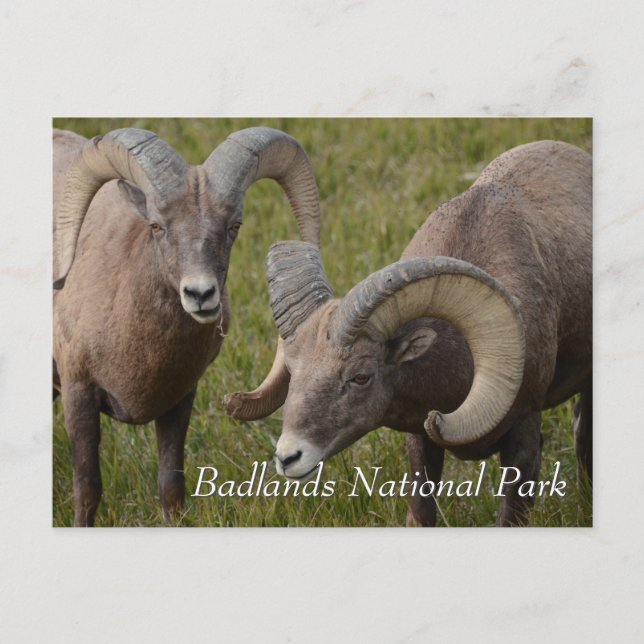 Cartão Postal Bighorn sheep in badlands national park (Frente)