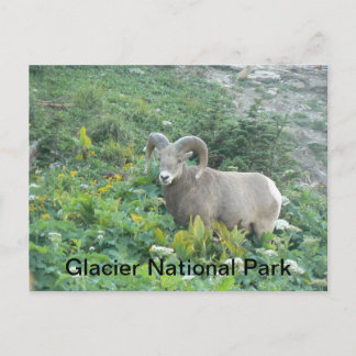 Cartão Postal Bighorn Sheep No Glacier Natl Park