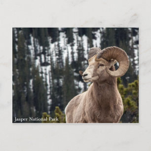 Cartão Postal Bighorn Sheep - Parque Nacional do Jasper