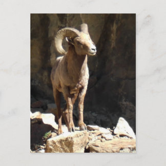 Cartão Postal Bighorn Sheep Ram perto de rochas no Colorado.