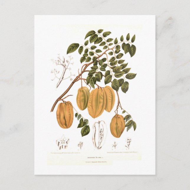 Cartão Postal Bilimbi (Frente)