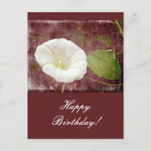 Cartão Postal Bindweed de Aniversário - Glória da Manhã Peren