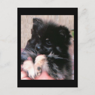 CARTÃO POSTAL BINKIE