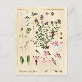 Cartão Postal Biologia Vintage Herb Selvagem Time Botânica