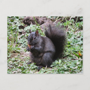 CARTÃO POSTAL BIRCH BAY SQUIRREL