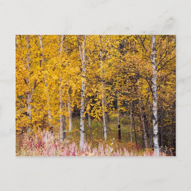 cartão postal, Birch Trees in the Fall, Alaska (Frente)