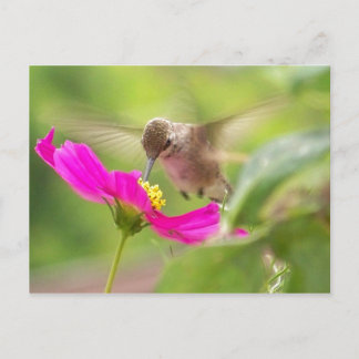 Cartão Postal Bird Bird Willife Animal Floral
