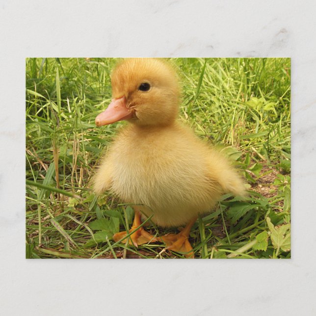 Cartão Postal bird, duck, duckling, yellow, nature, cute, baby, (Frente)