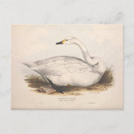 Cartão Postal Bird White Swan Ephemera Decoupage Art
