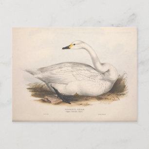 Cartão Postal Bird White Swan Ephemera Decoupage Art