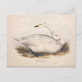 Cartão Postal Bird White Swan Ephemera Decoupage Art