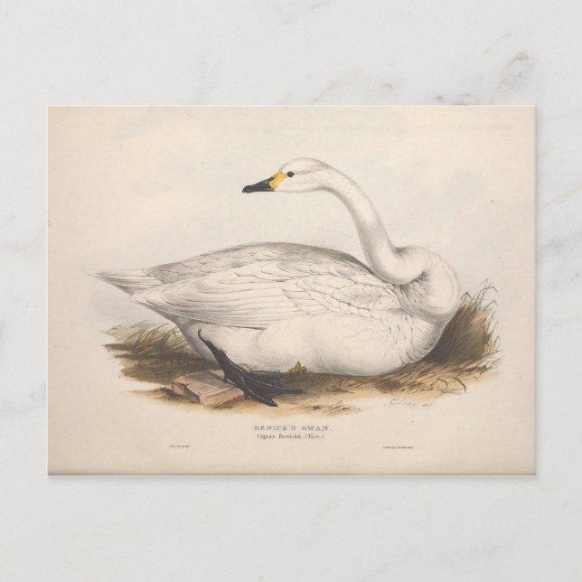 Cartão Postal Bird White Swan Ephemera Decoupage Art (Frente)